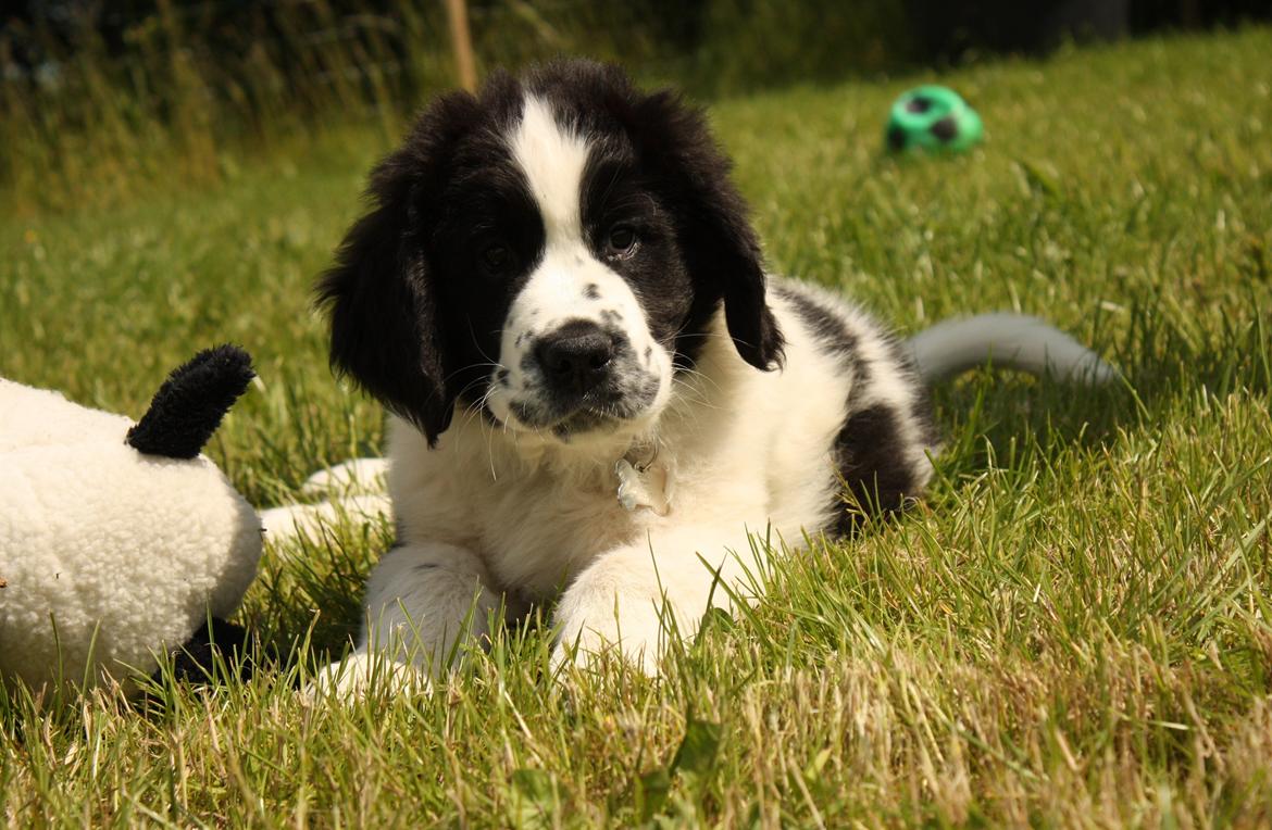 Blanding af racer Ludwig billede 1