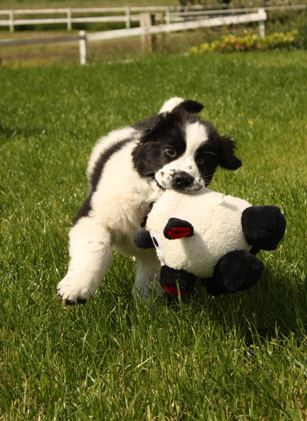 Blanding af racer Ludwig billede 6