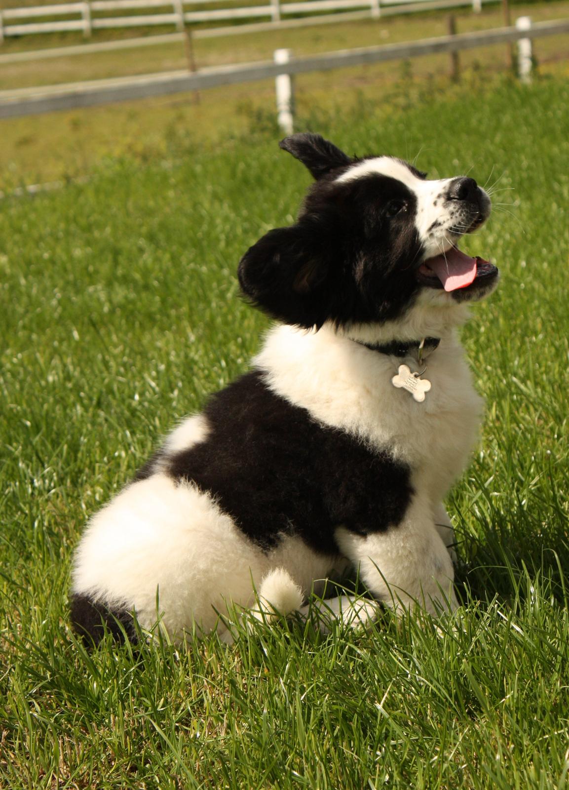 Blanding af racer Ludwig billede 7