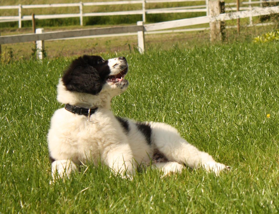 Blanding af racer Ludwig billede 8