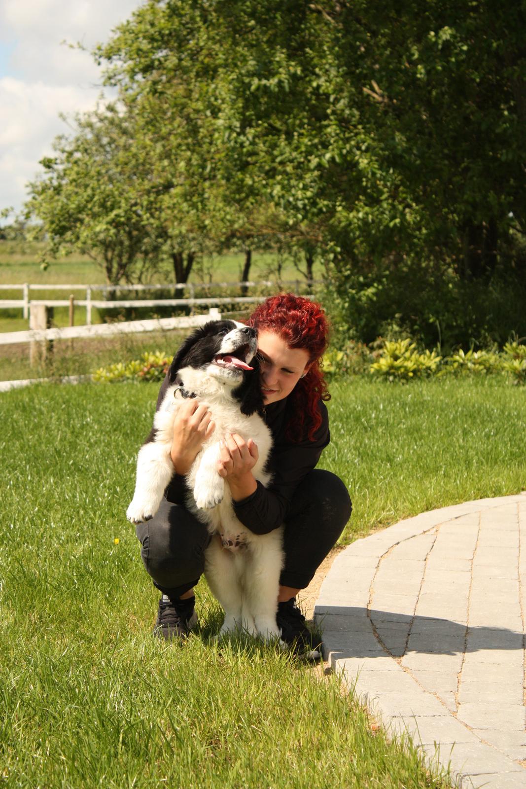 Blanding af racer Ludwig billede 9