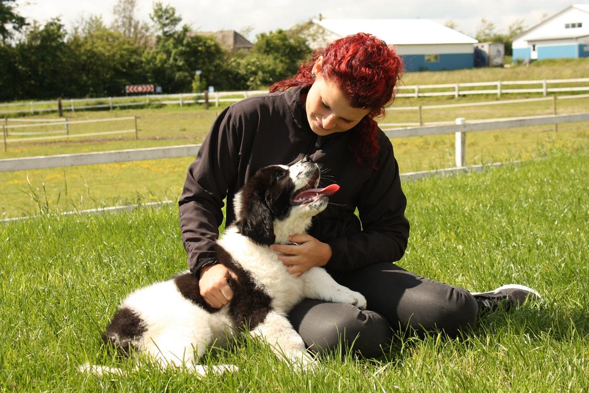 Blanding af racer Ludwig billede 10