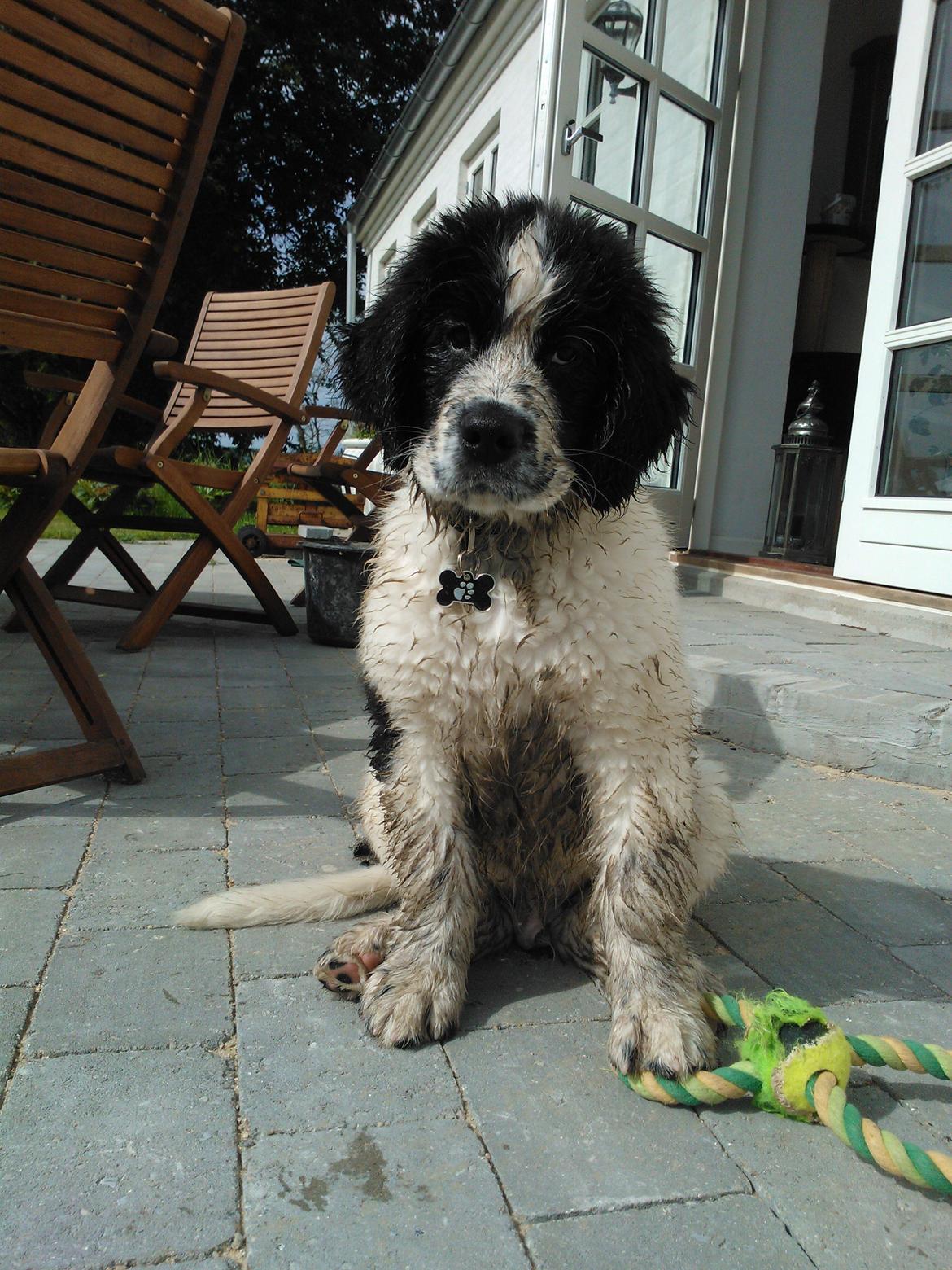 Blanding af racer Ludwig billede 11