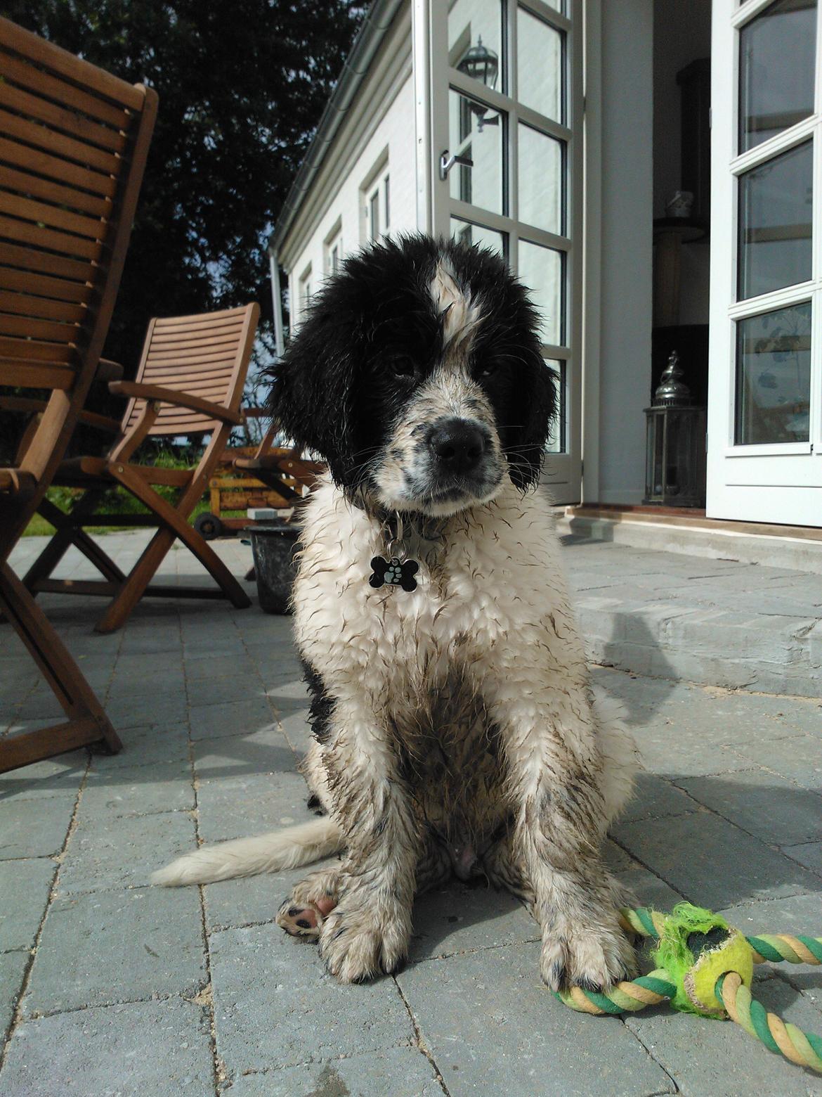 Blanding af racer Ludwig billede 12