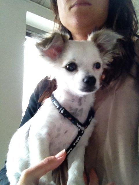 Chihuahua Mojo billede 1