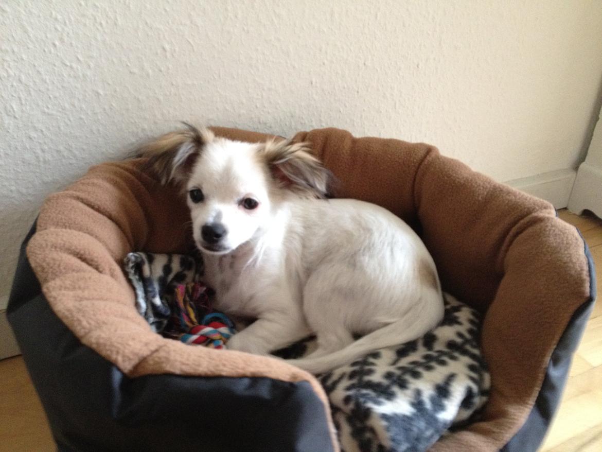 Chihuahua Mojo billede 2