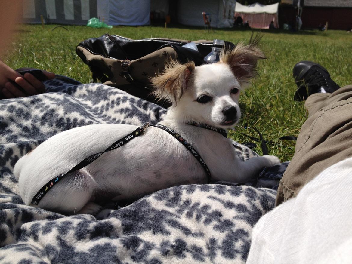 Chihuahua Mojo billede 3