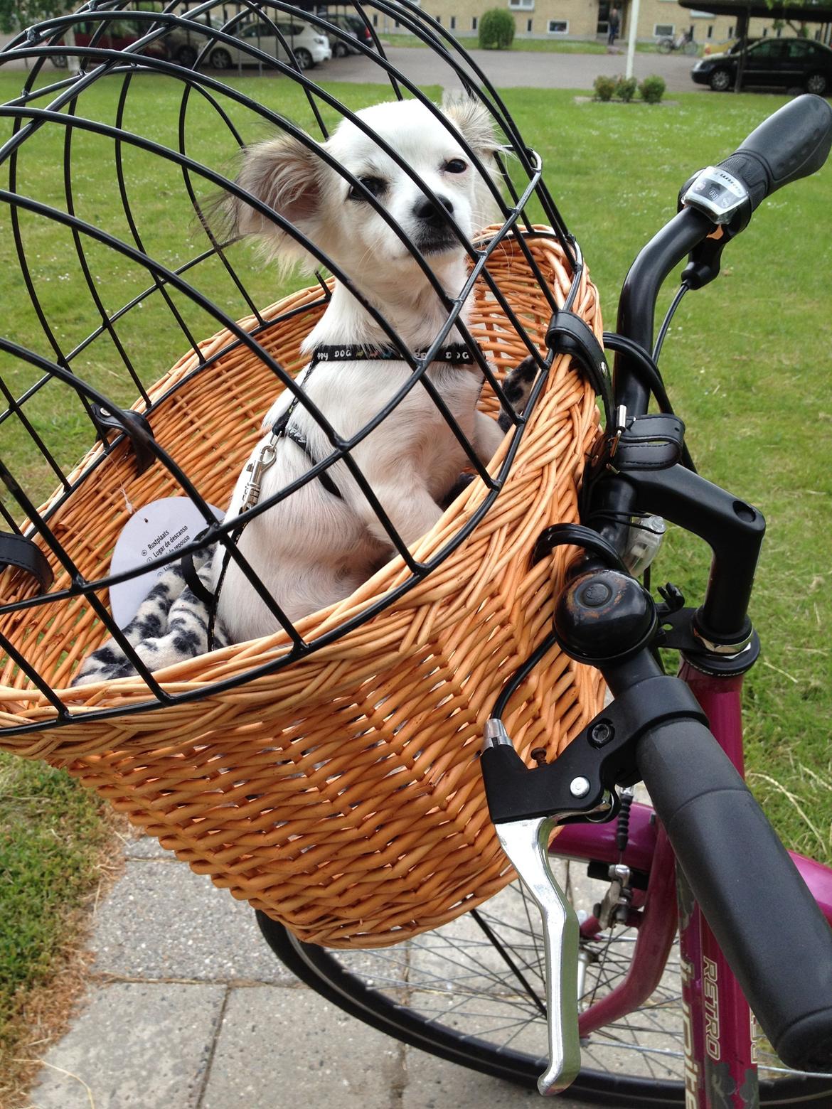 Chihuahua Mojo billede 4