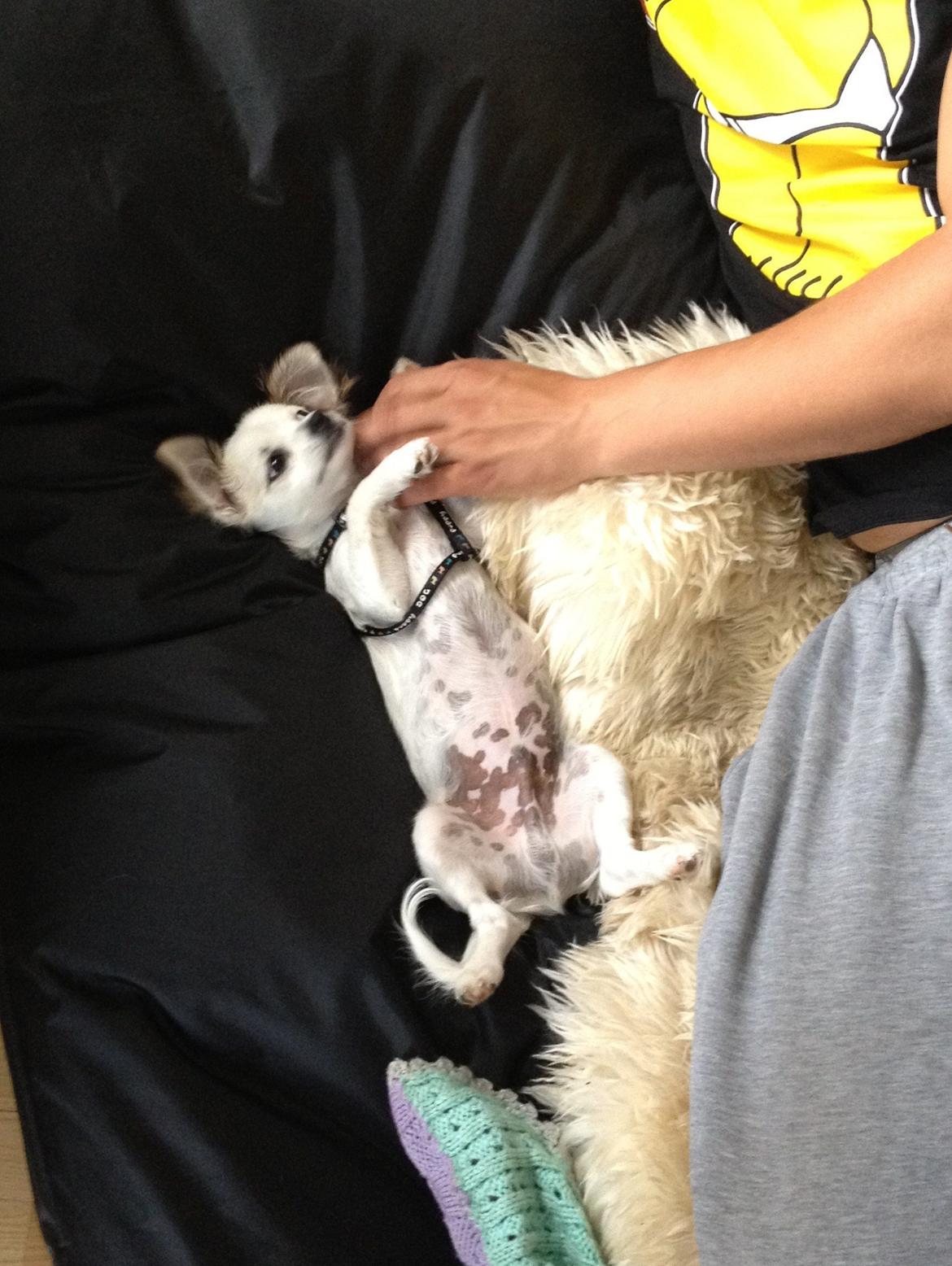 Chihuahua Mojo billede 5