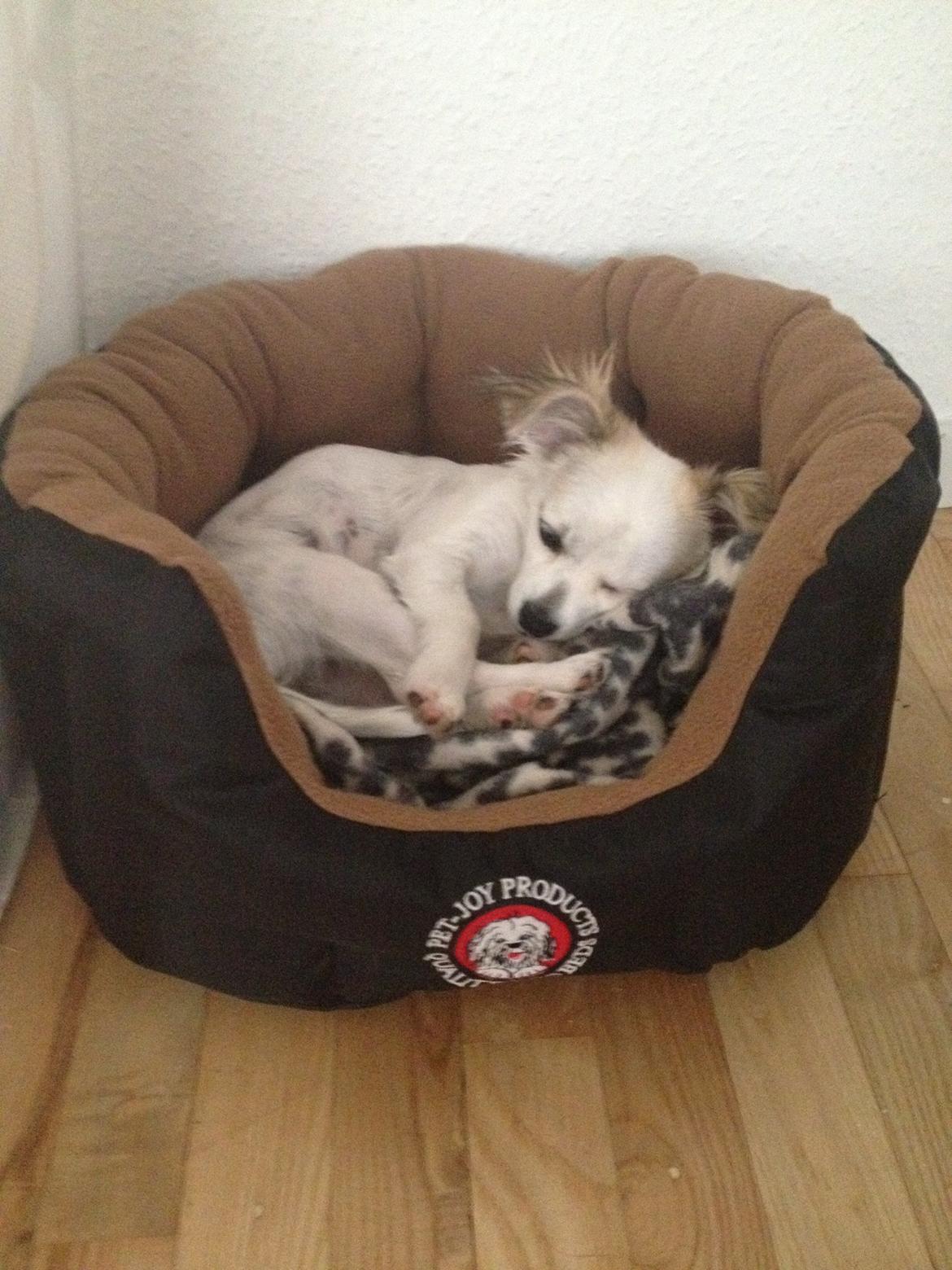 Chihuahua Mojo billede 6