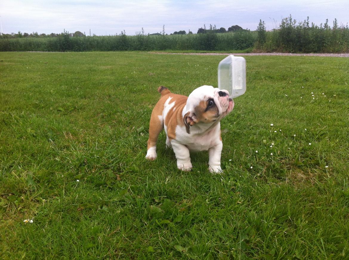 Engelsk bulldog Osvald billede 1