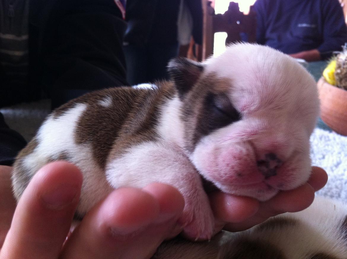 Engelsk bulldog Osvald - 1 uge gammel billede 2