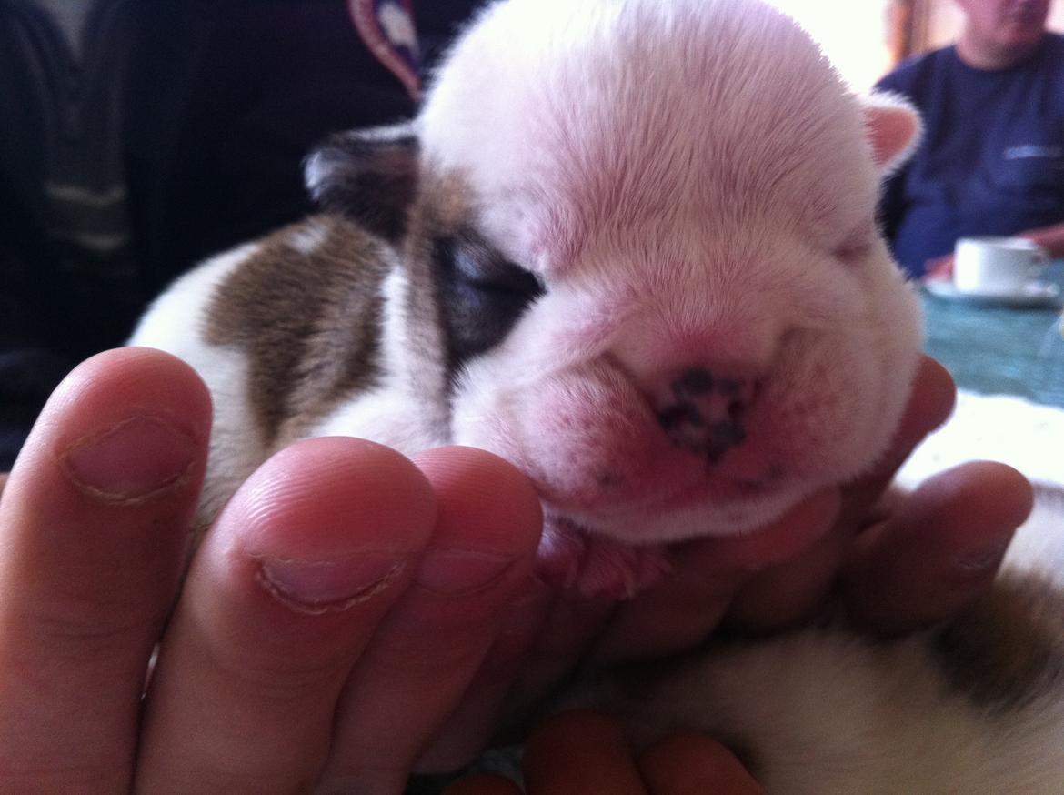 Engelsk bulldog Osvald - 1 uge gammel billede 3