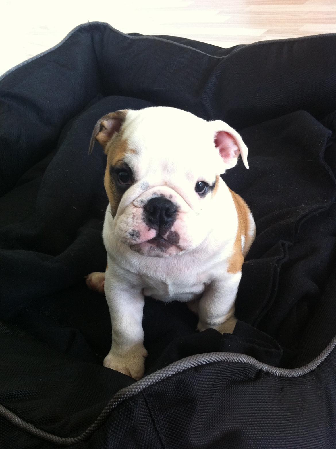 Engelsk bulldog Osvald billede 5