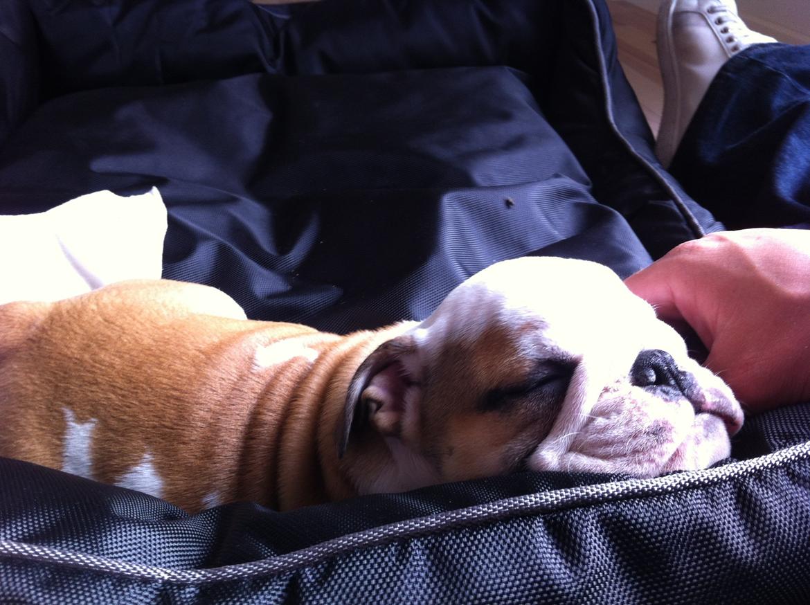 Engelsk bulldog Osvald billede 6