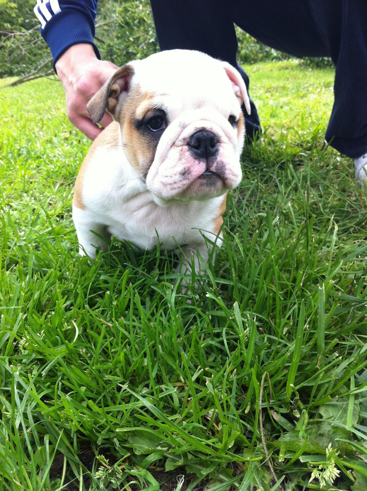 Engelsk bulldog Osvald billede 7