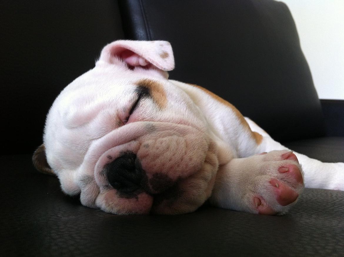 Engelsk bulldog Osvald billede 8