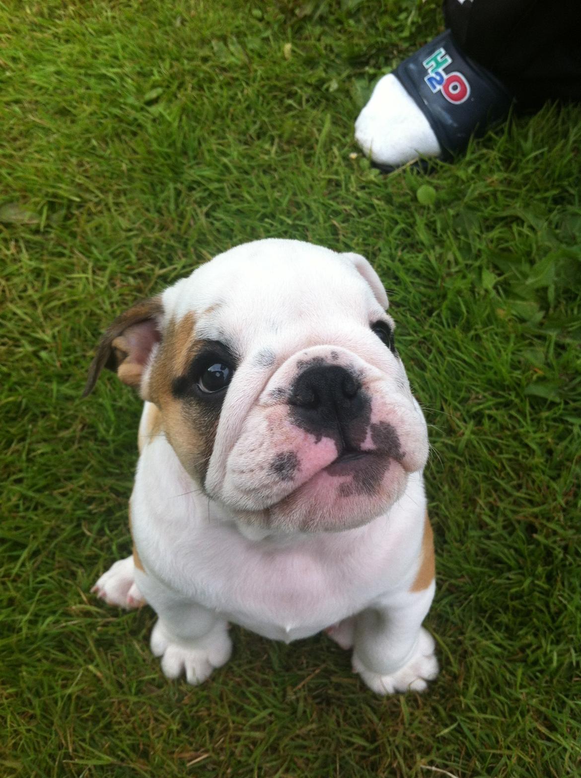 Engelsk bulldog Osvald billede 10