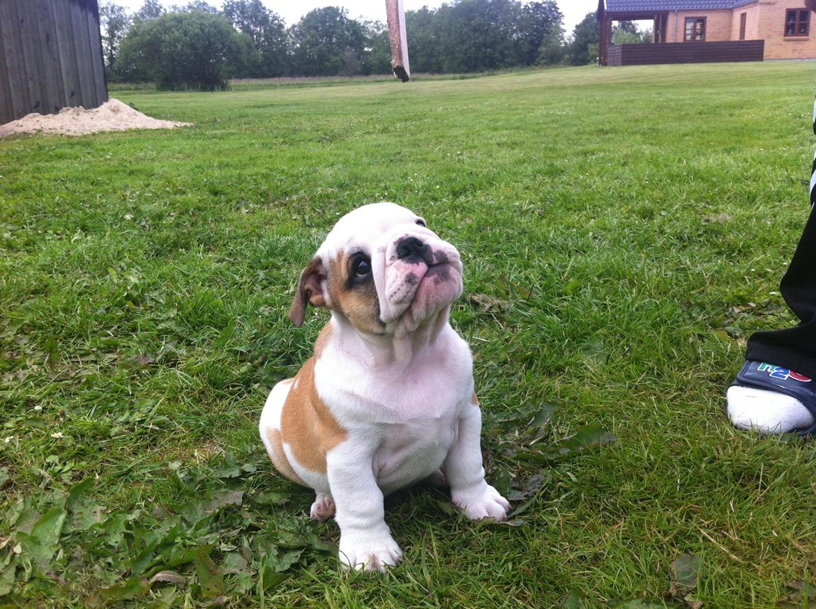 Engelsk bulldog Osvald billede 11