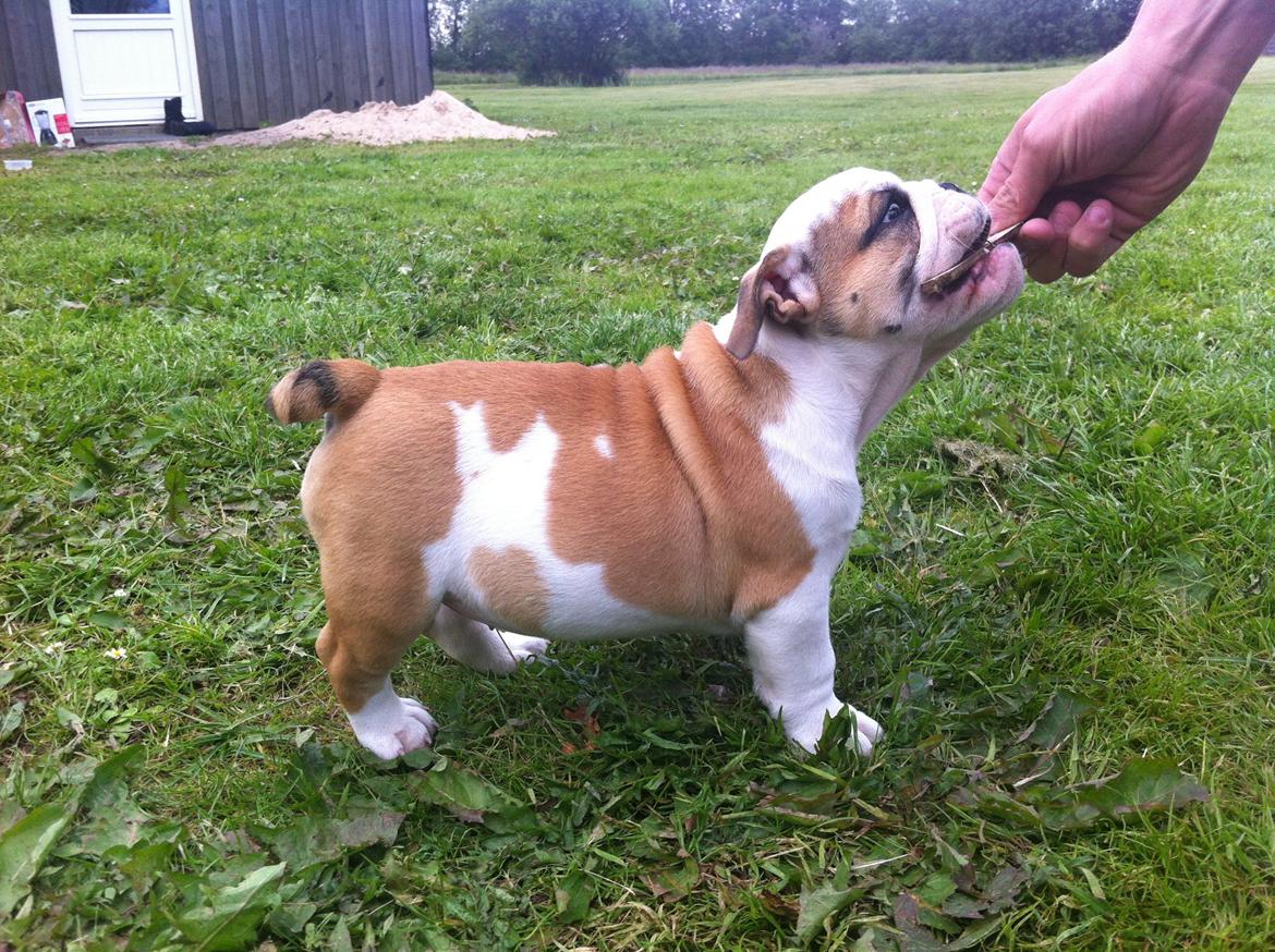 Engelsk bulldog Osvald billede 12