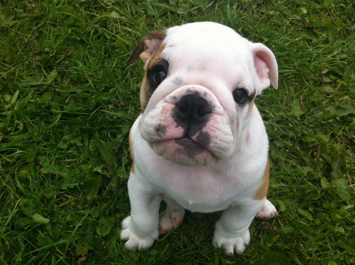 Engelsk bulldog Osvald billede 13