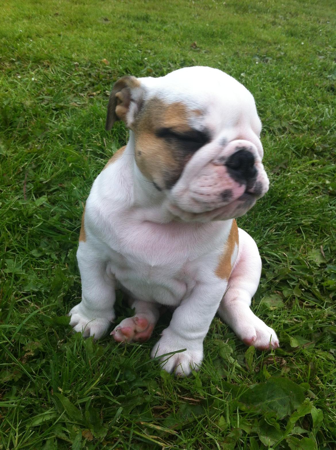 Engelsk bulldog Osvald billede 14