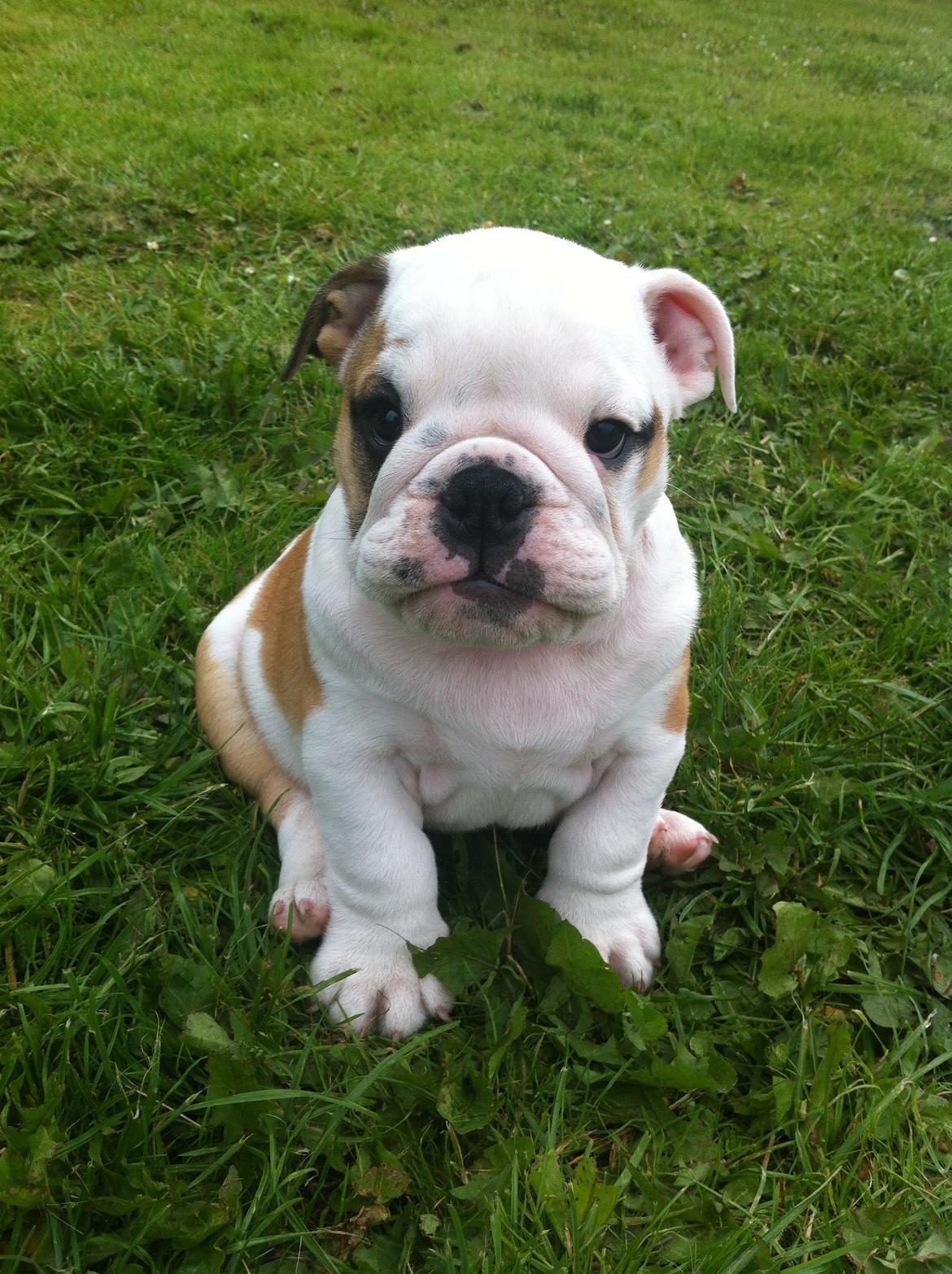 Engelsk bulldog Osvald billede 15