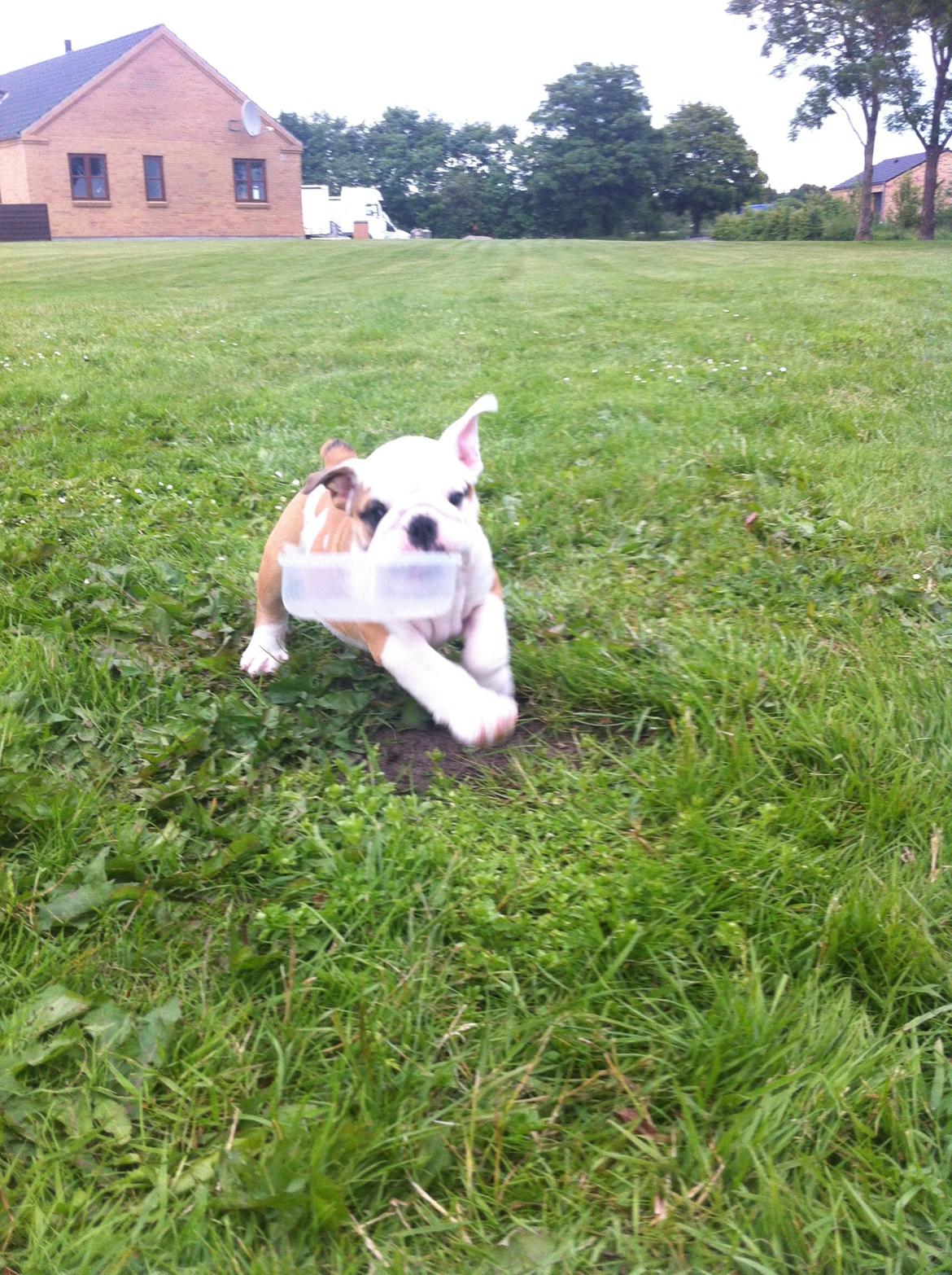 Engelsk bulldog Osvald billede 16