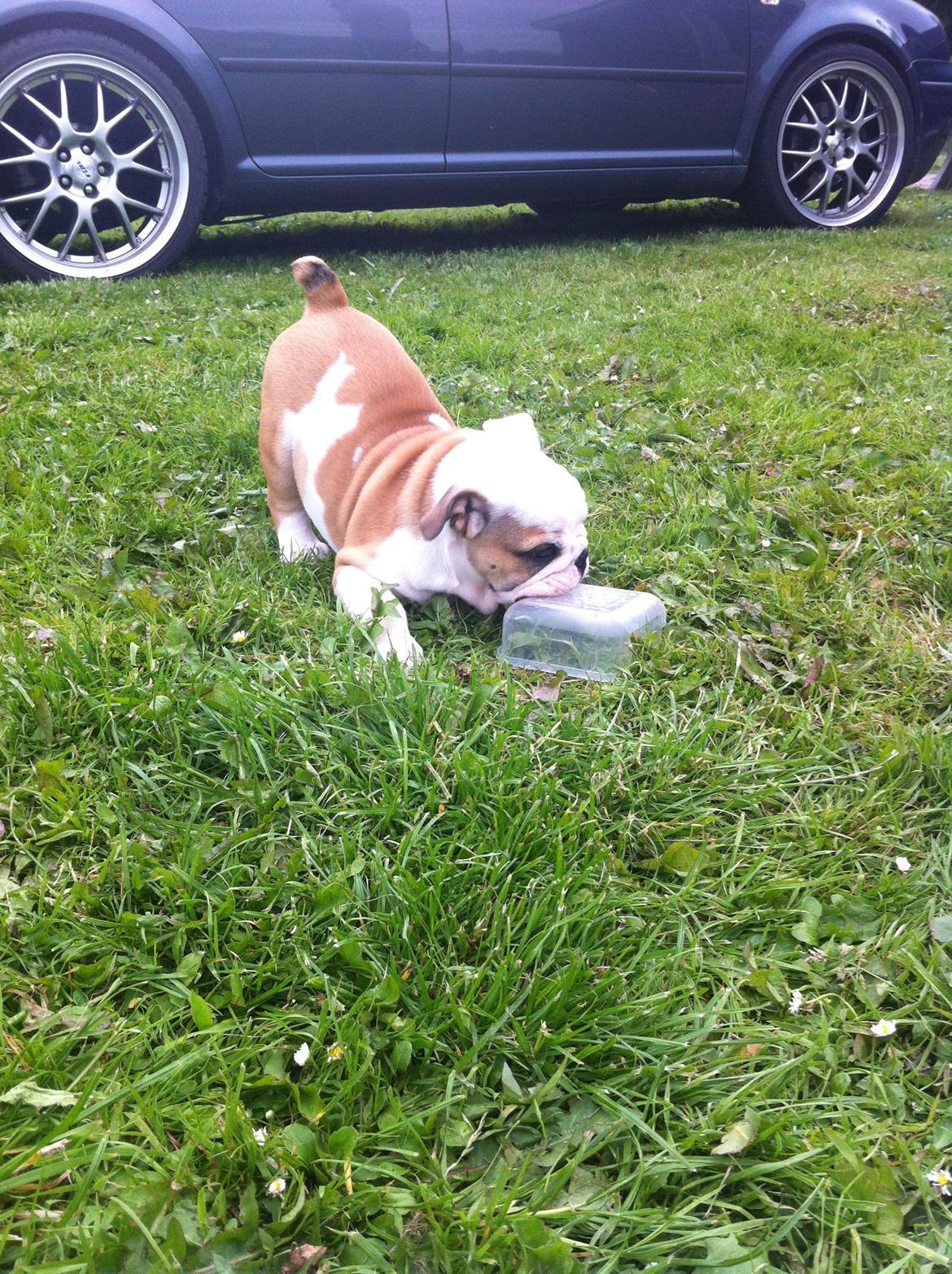 Engelsk bulldog Osvald billede 17