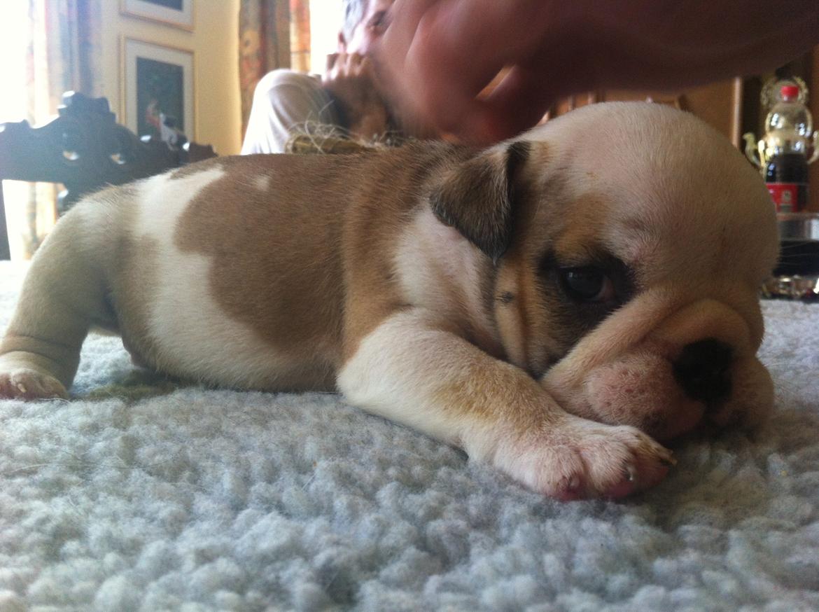 Engelsk bulldog Osvald - 4 uger gammel billede 4