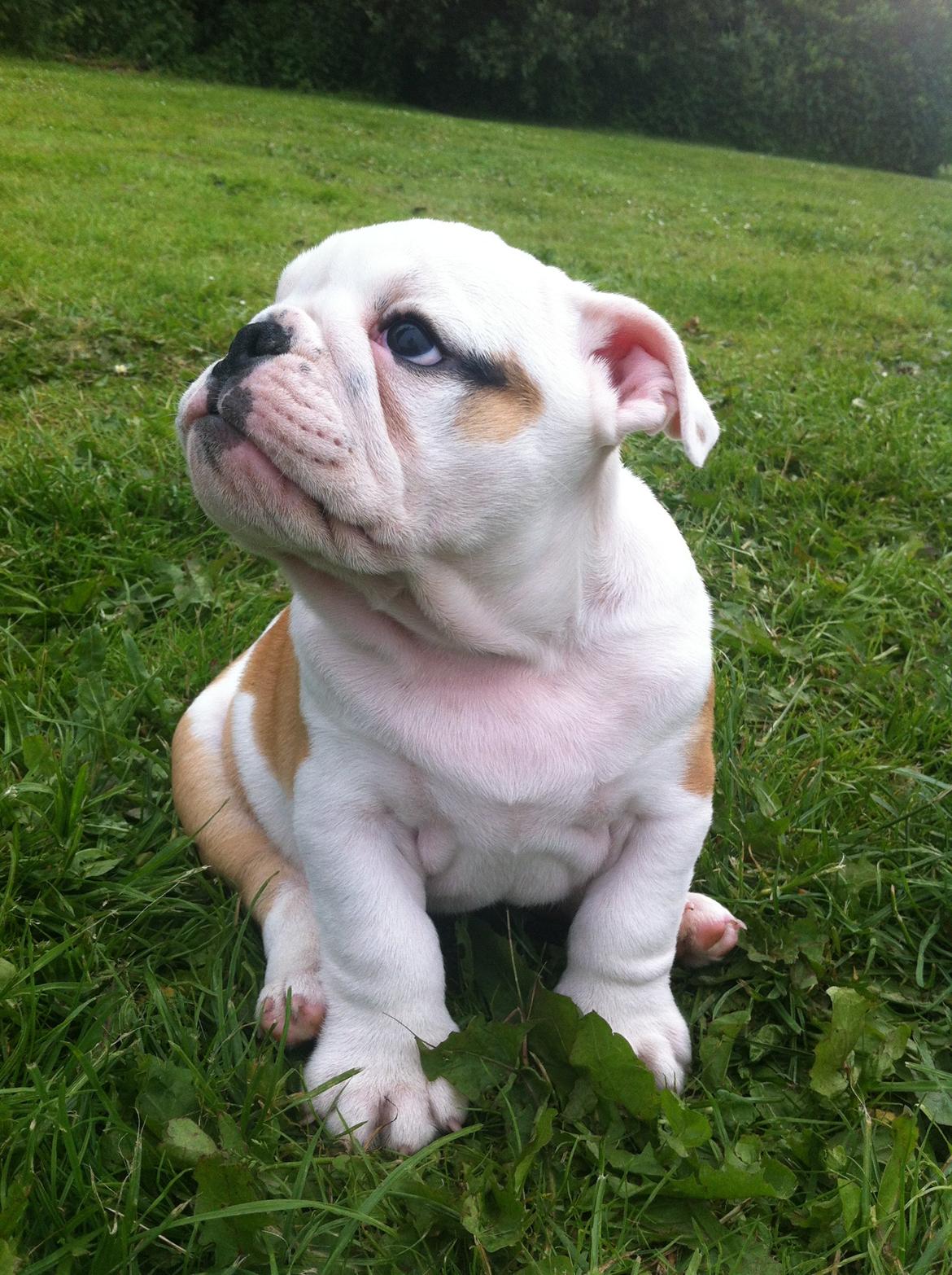 Engelsk bulldog Osvald billede 18