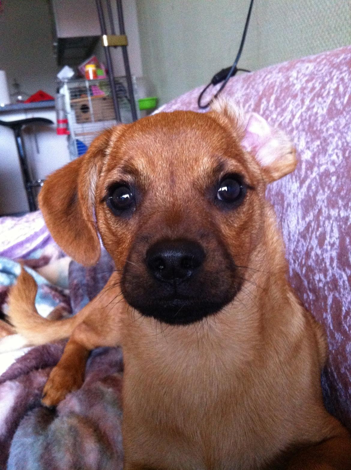 Blanding af racer prop billede 1