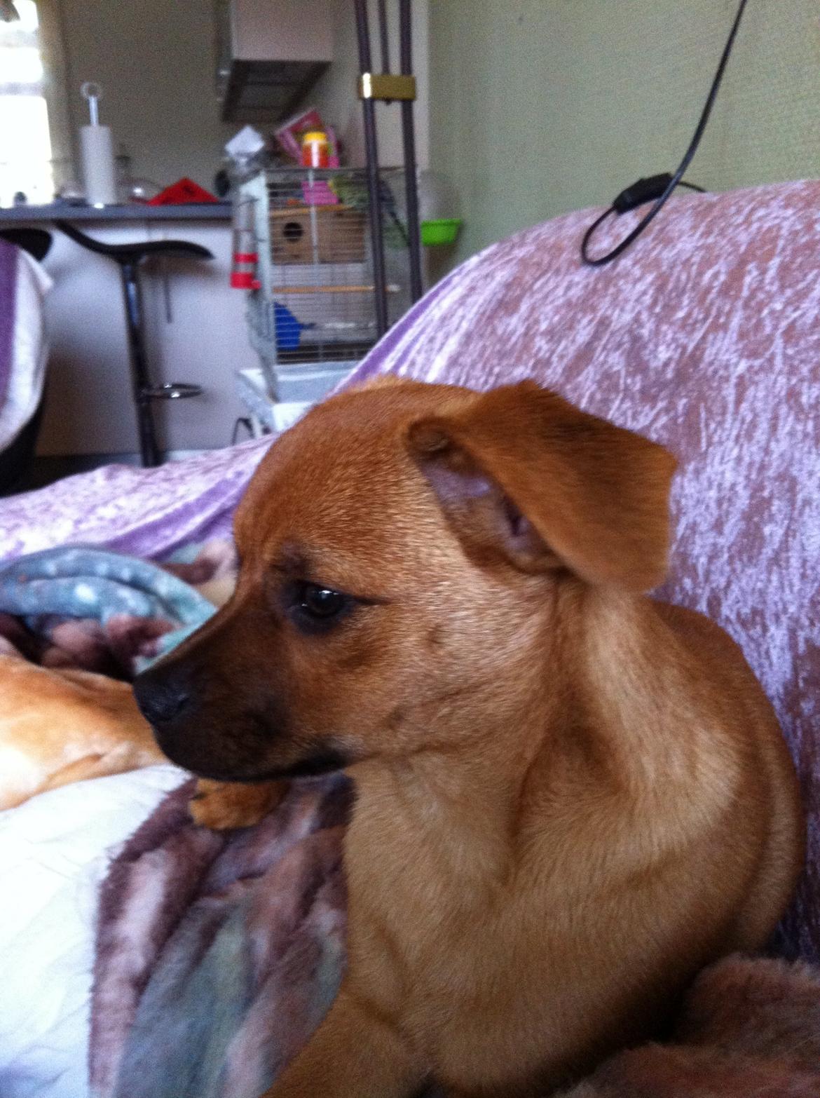 Blanding af racer prop billede 2