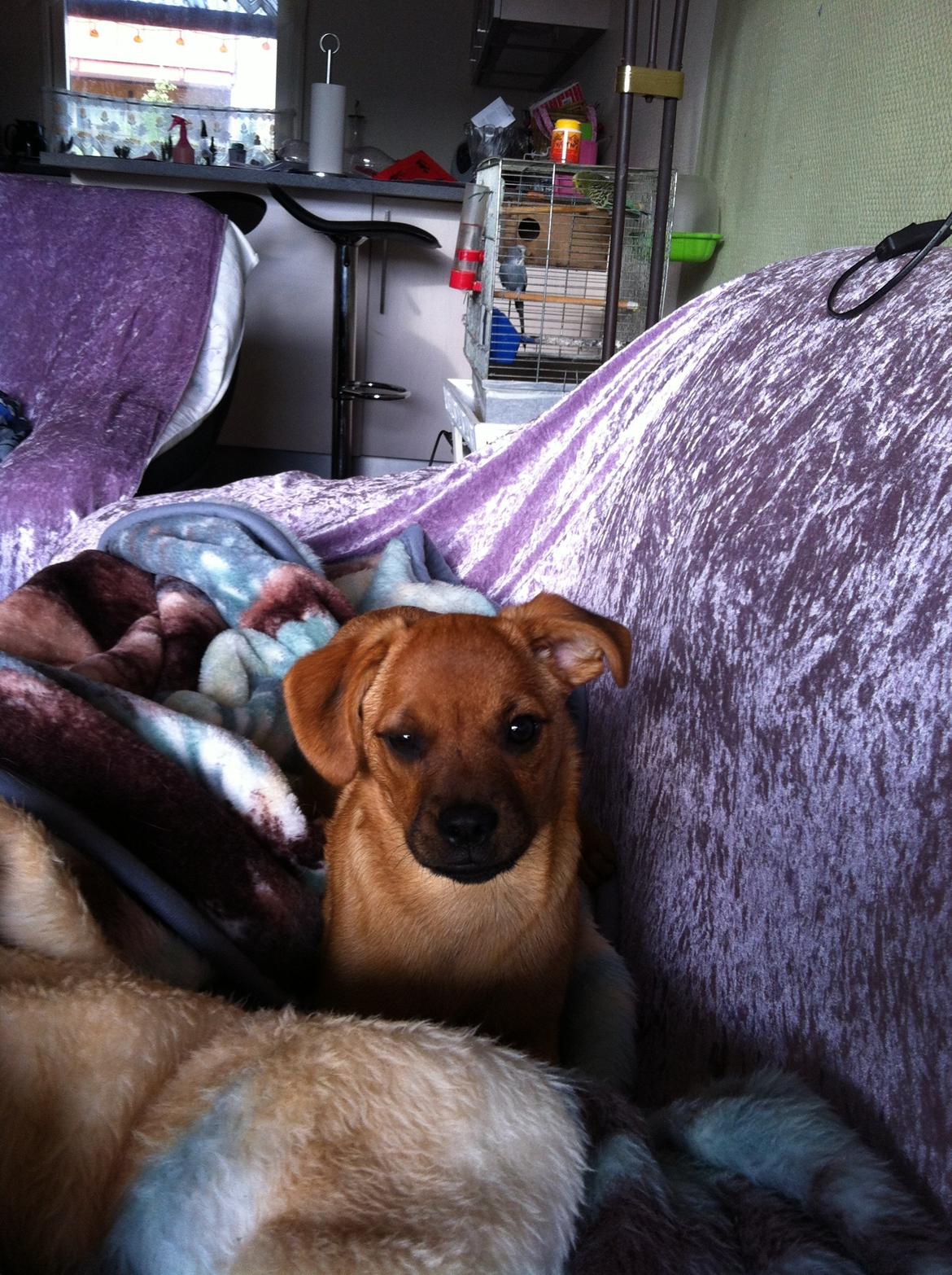 Blanding af racer prop billede 3