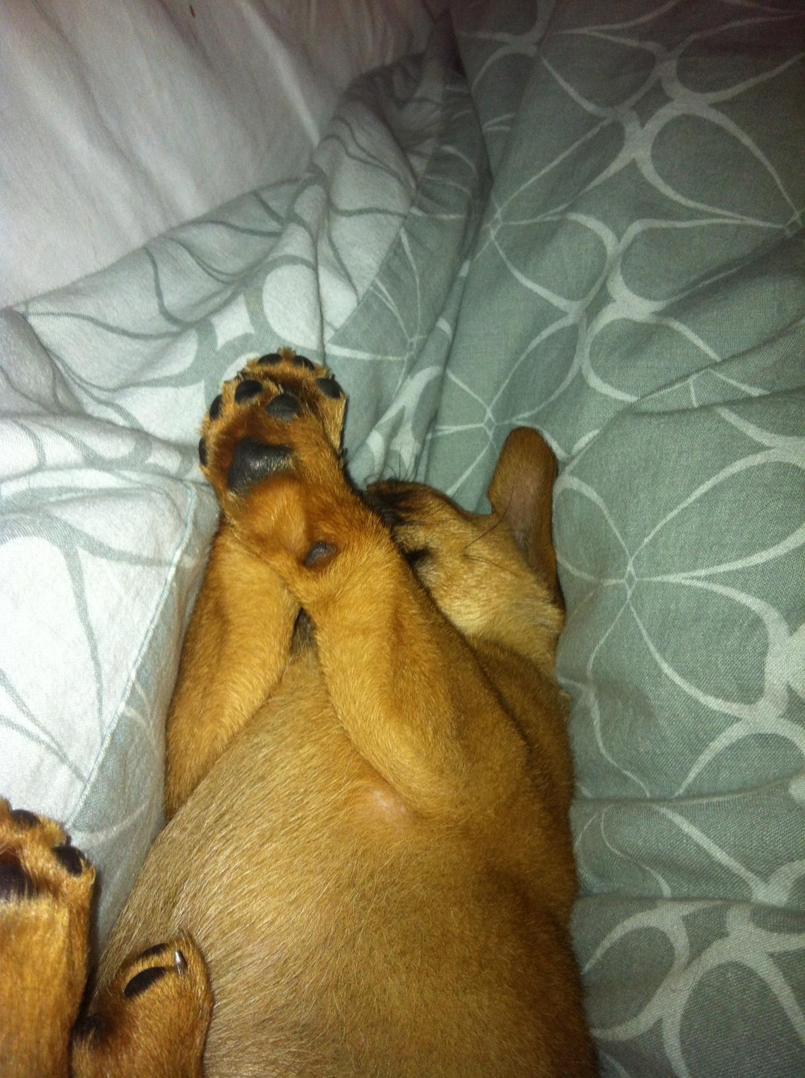 Blanding af racer prop billede 4