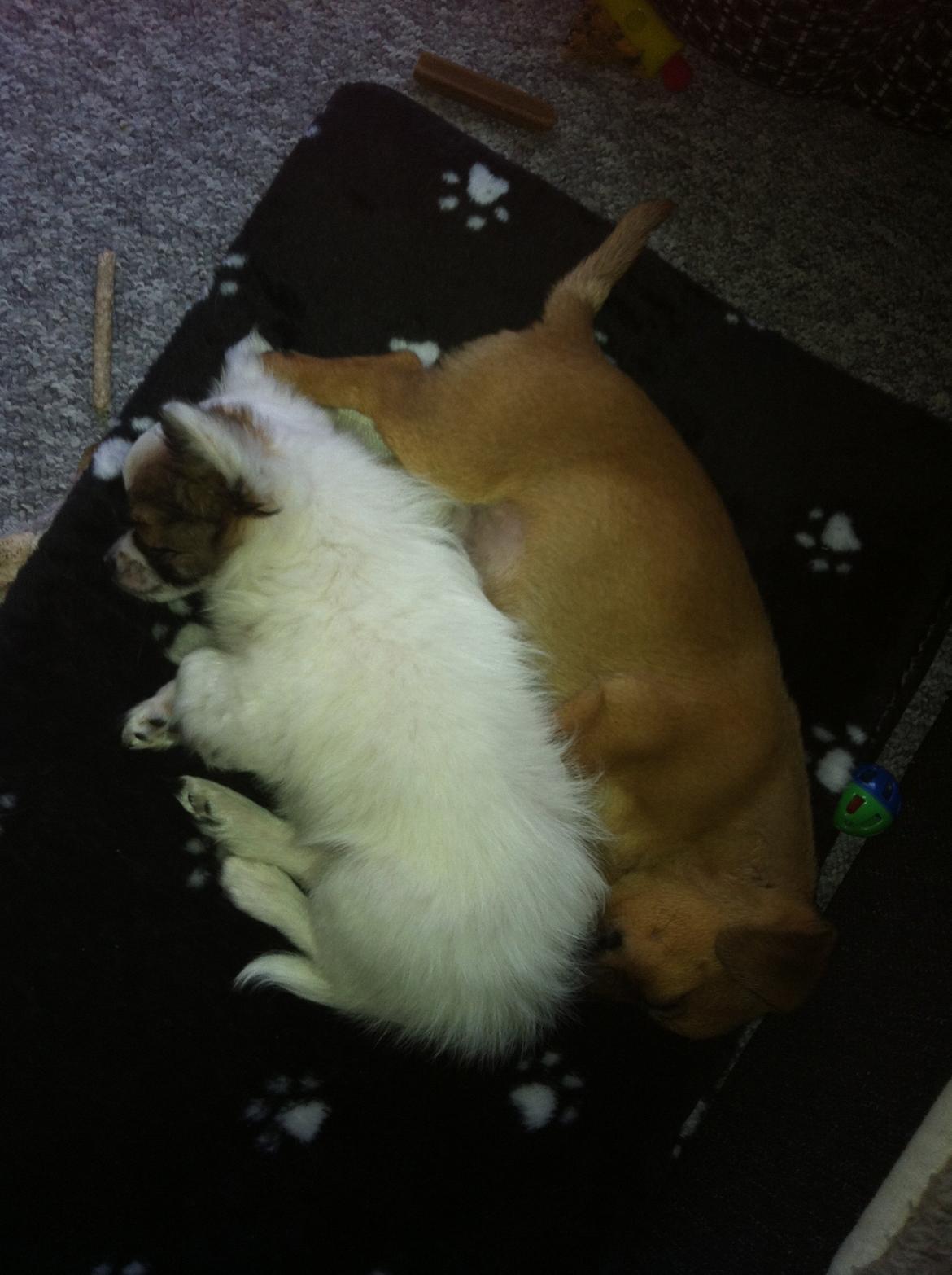 Blanding af racer prop - her lægger han sammen med sin ven snoopy billede 5