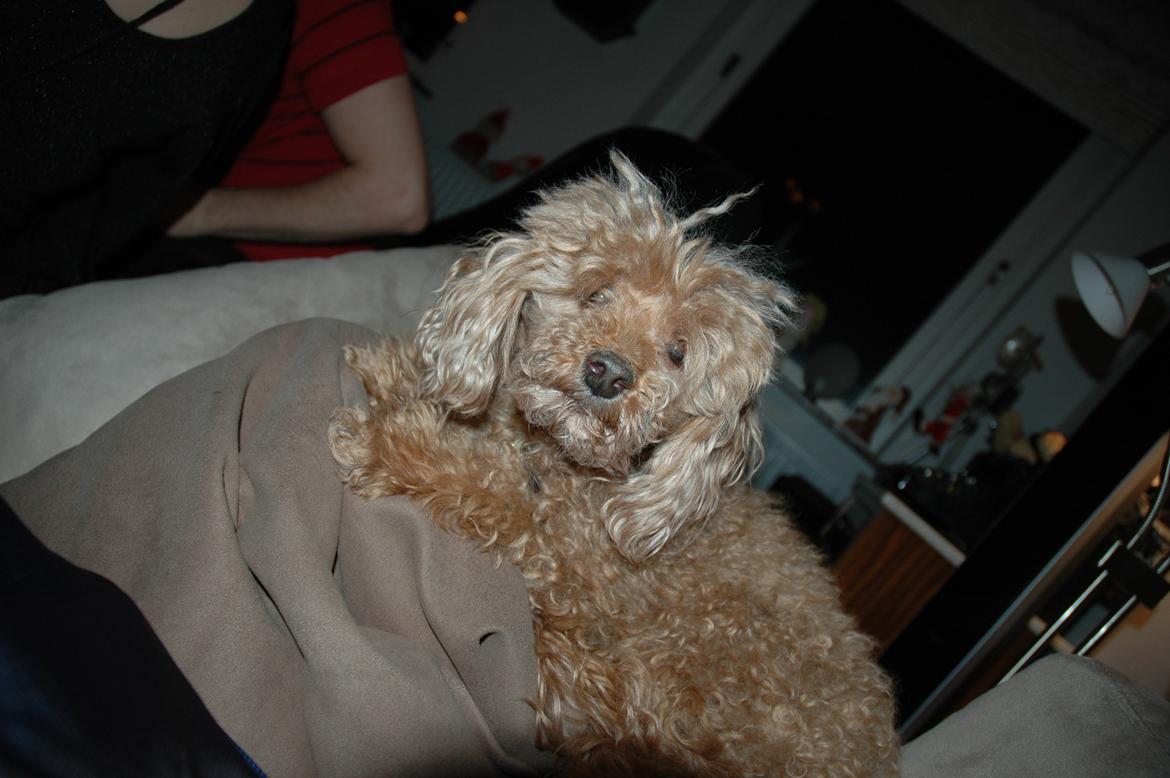 Toypuddel Felix billede 1