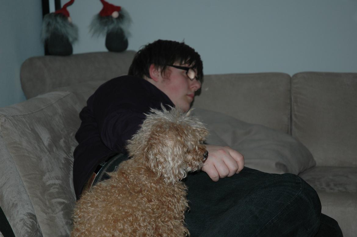 Toypuddel Felix billede 2