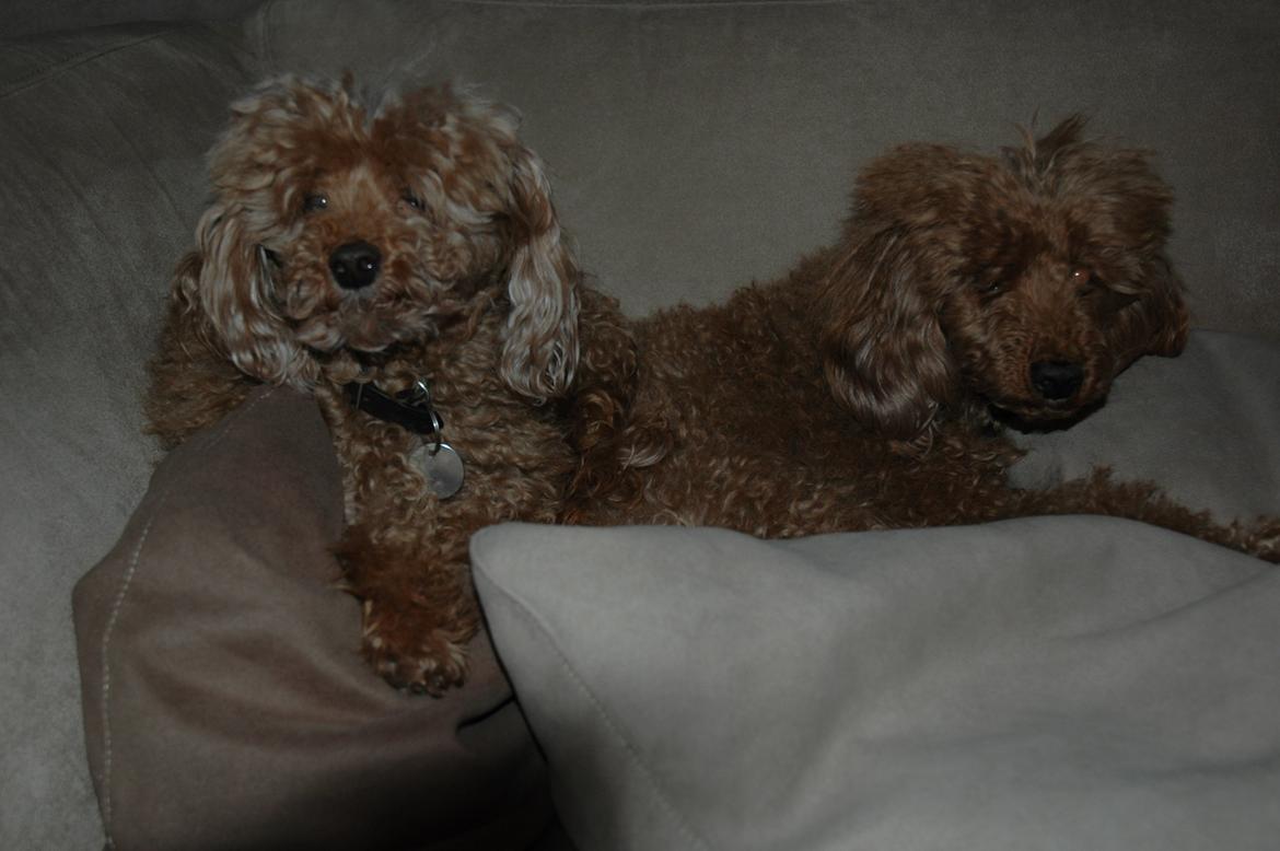 Toypuddel Felix billede 3