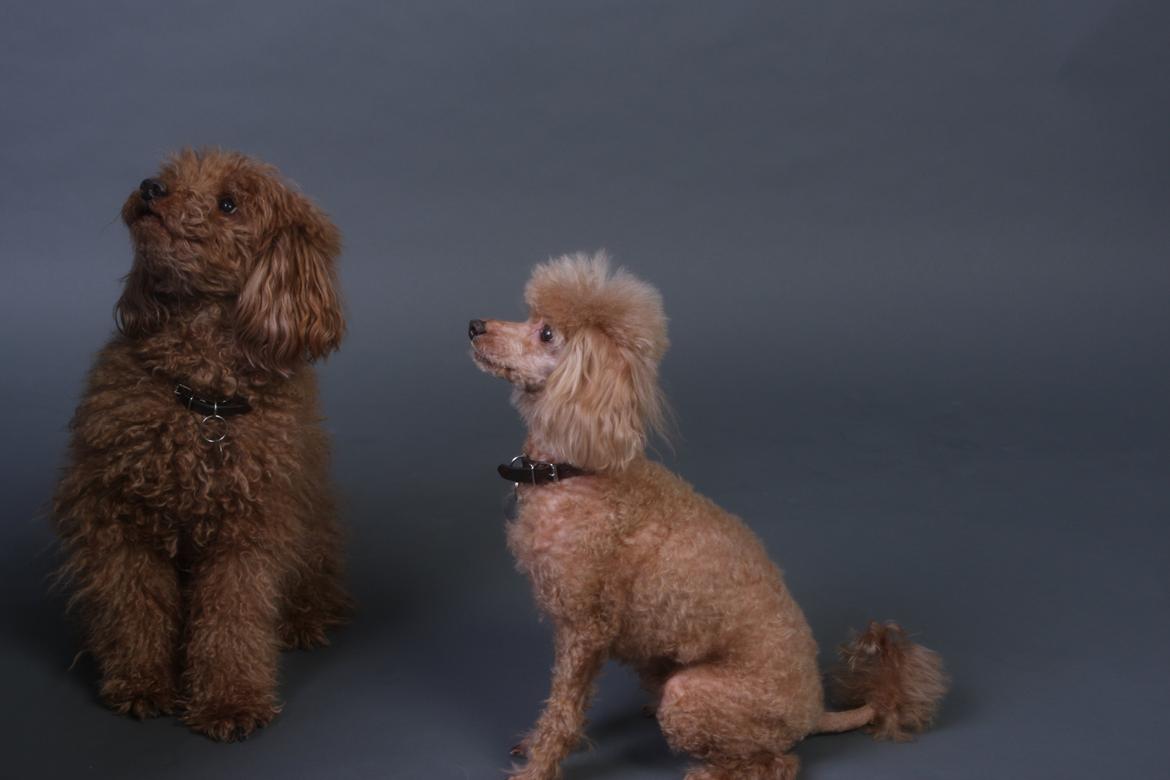 Toypuddel Felix billede 4