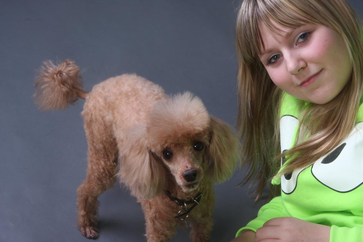 Toypuddel Felix billede 5