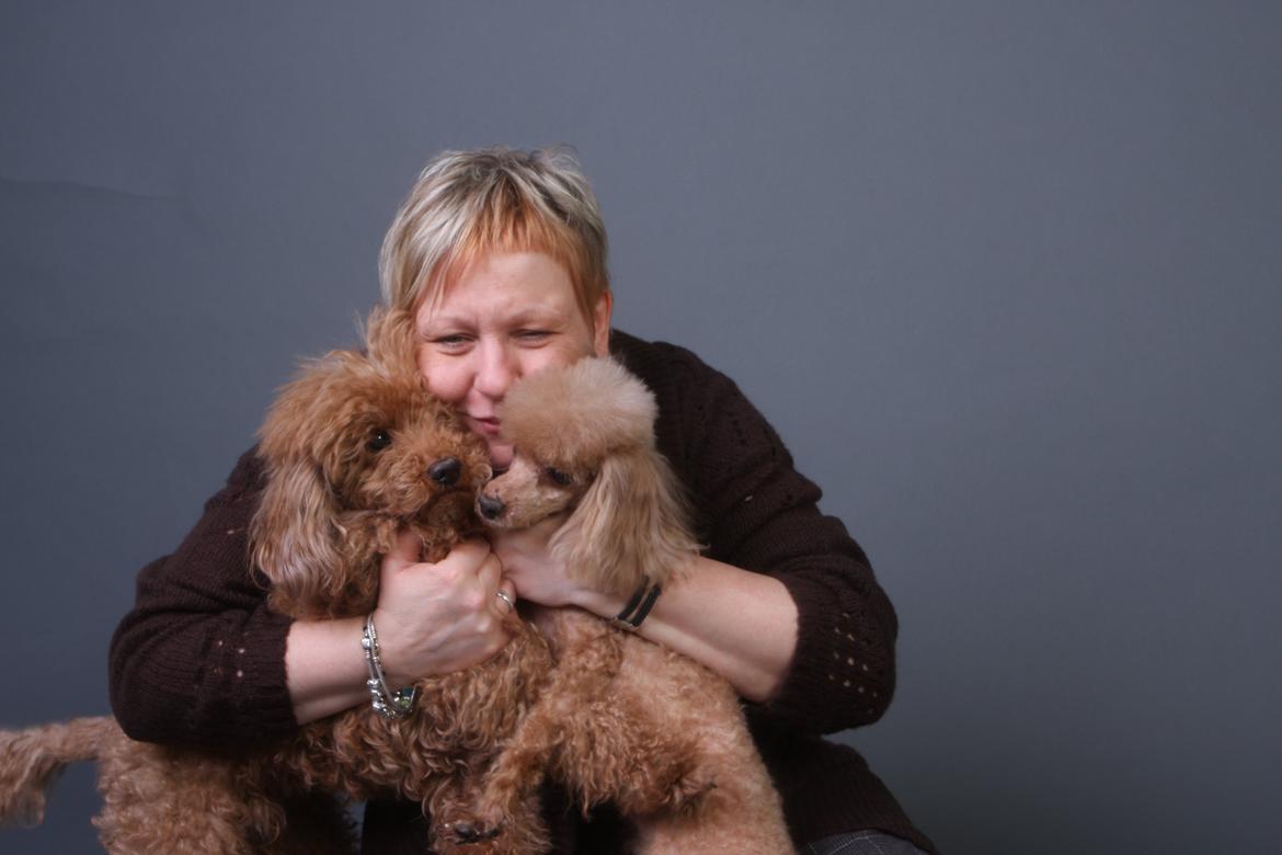 Toypuddel Felix billede 6