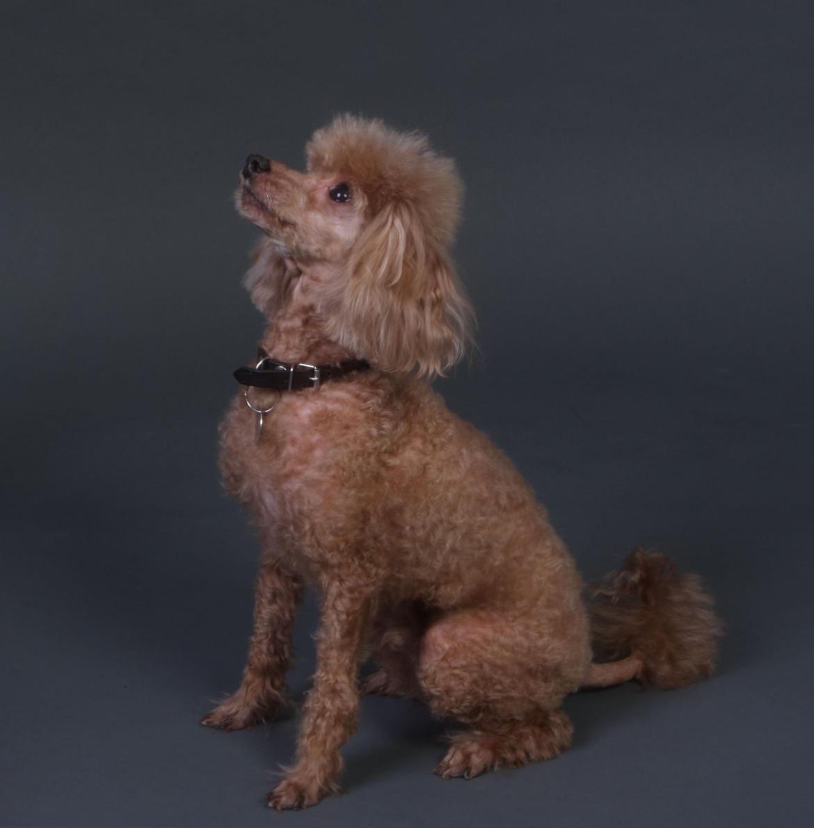 Toypuddel Felix billede 7