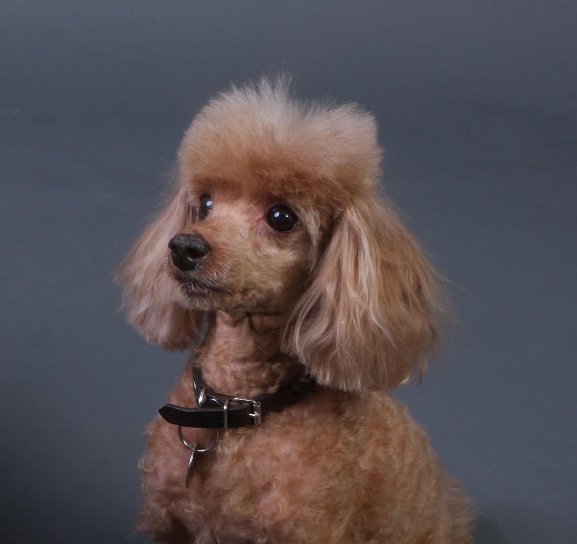 Toypuddel Felix billede 8