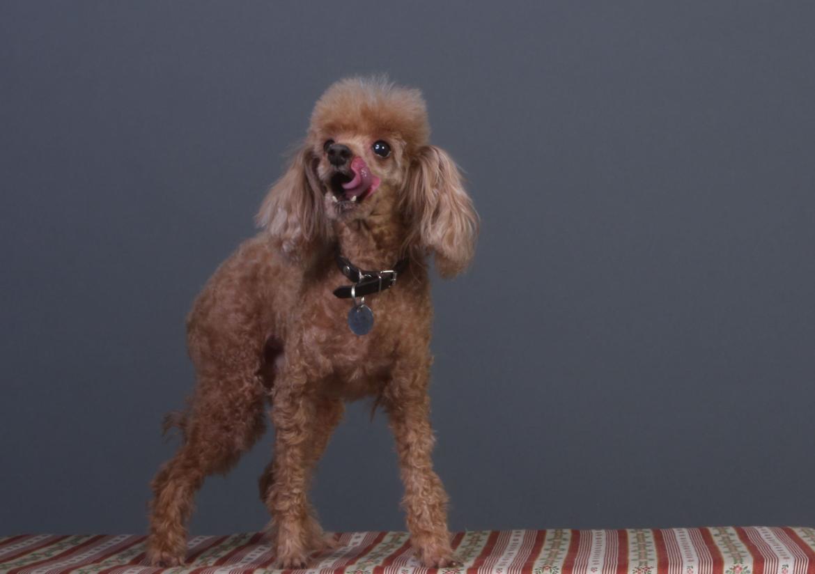 Toypuddel Felix billede 9