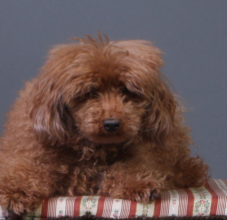 Mellempuddel Hotson billede 1