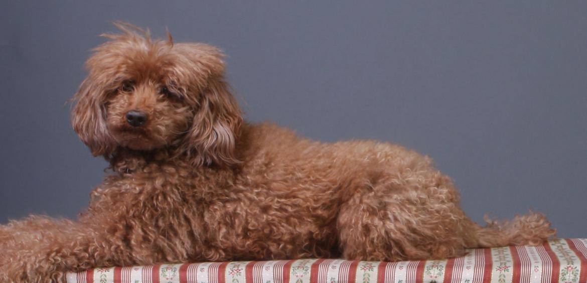 Mellempuddel Hotson billede 2