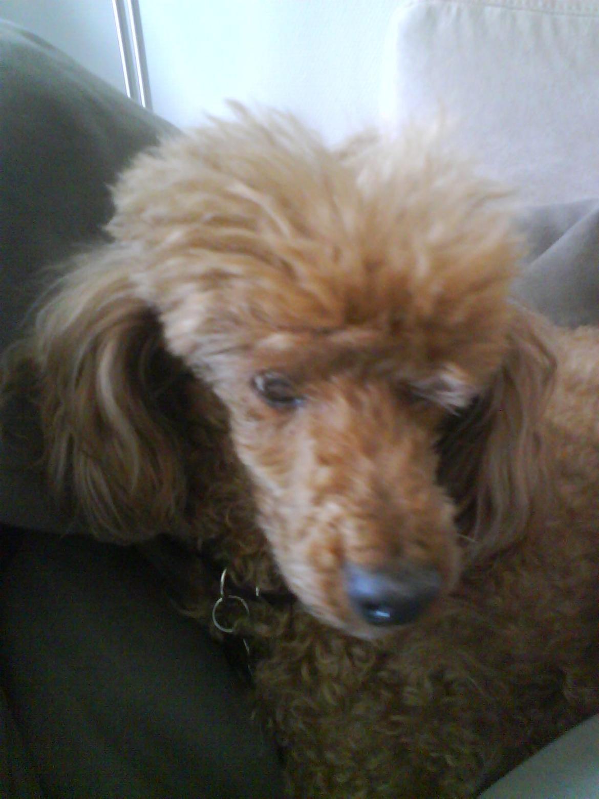 Mellempuddel Hotson billede 4