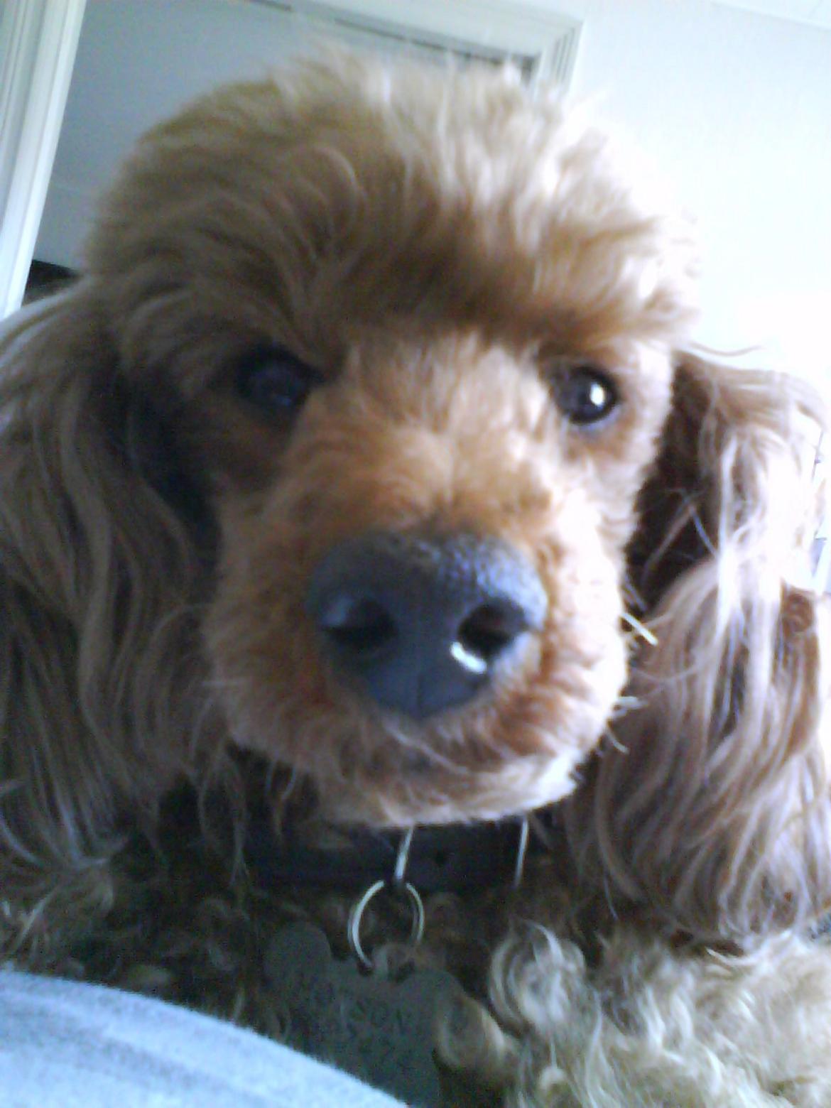 Mellempuddel Hotson billede 5