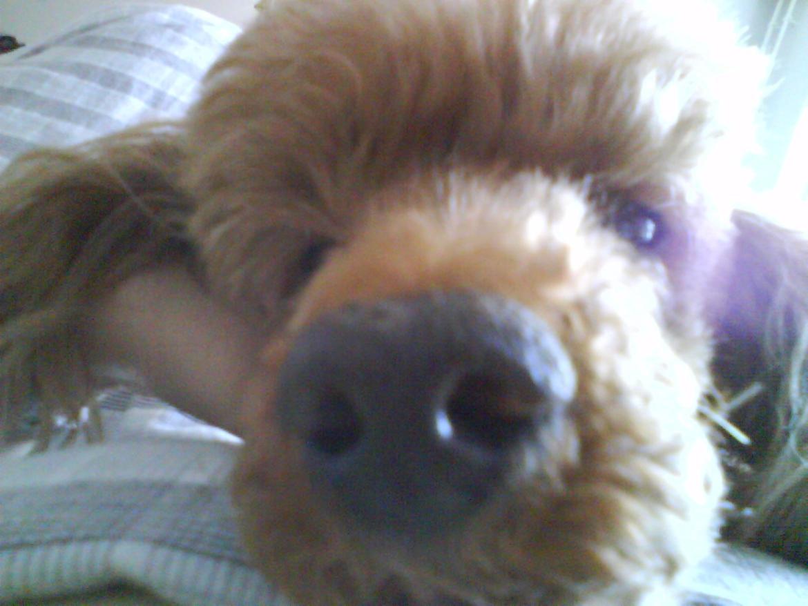 Mellempuddel Hotson billede 6